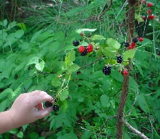 going for a blackberry