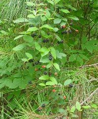 yummy blackberries