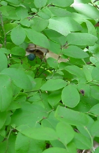 blueberry bush