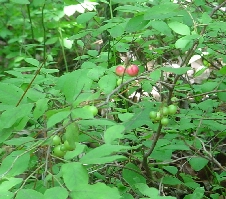 unripe huckleberries