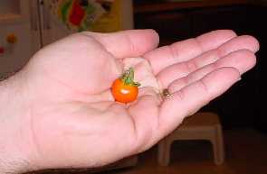 the bounteous tomato