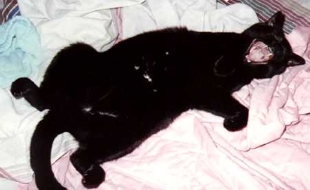 Bucwheat gives us a big yawn