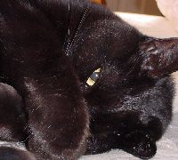 spanky is trying to sleep