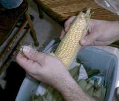shuckin corn