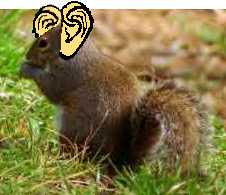 big squirrel's ears!