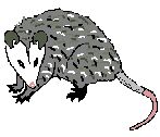 possum